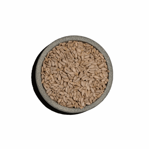 Ηλιόσπορος ψίχα